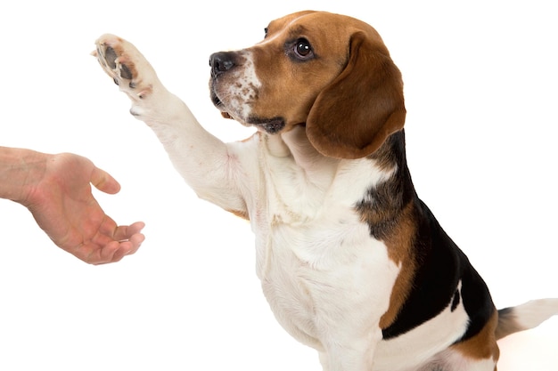 Dog against white background