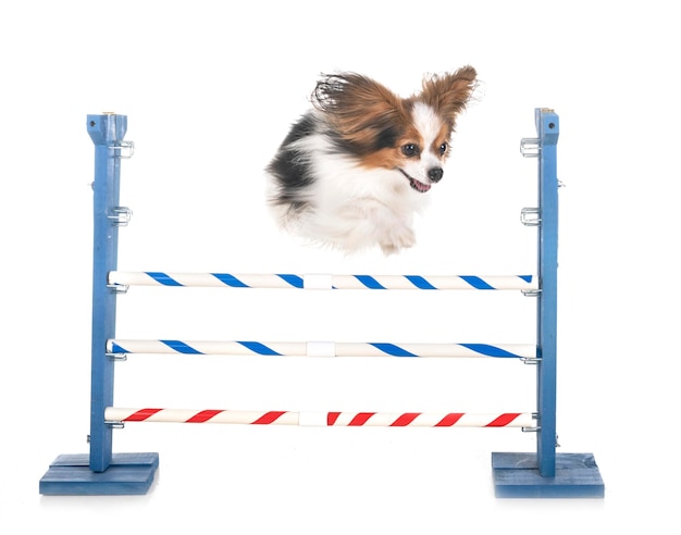 白い背景の犬