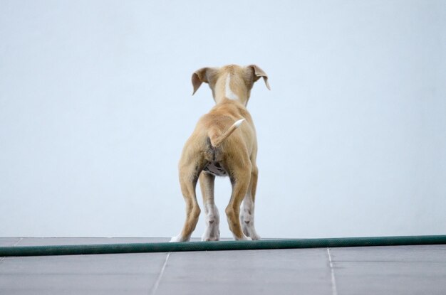 Photo dog against white wall