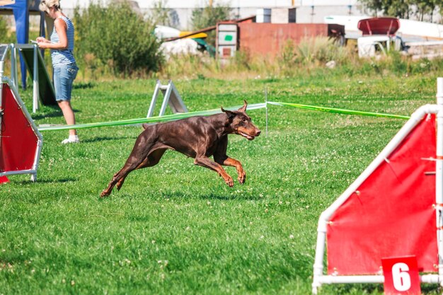 Dog in agility competition set up in green grassy park