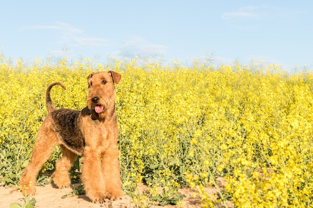 Dog airedale terrier on rape