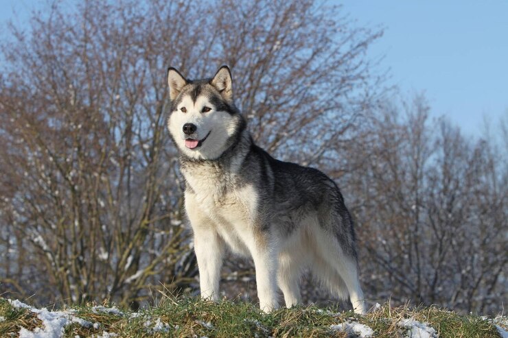 Photo dog alaskan malamute adult standing in snow stock photo
