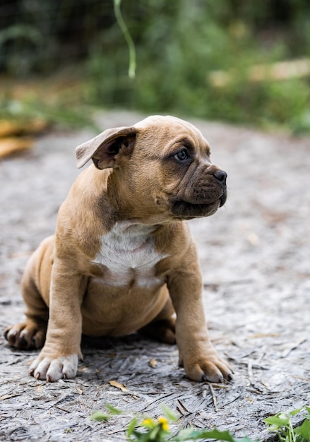 Dog American Pit Bull Terrier portrait on nature