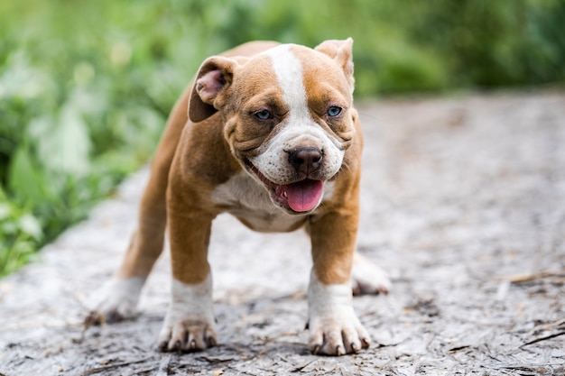 Dog American Pit Bull Terrier, portrait on nature.