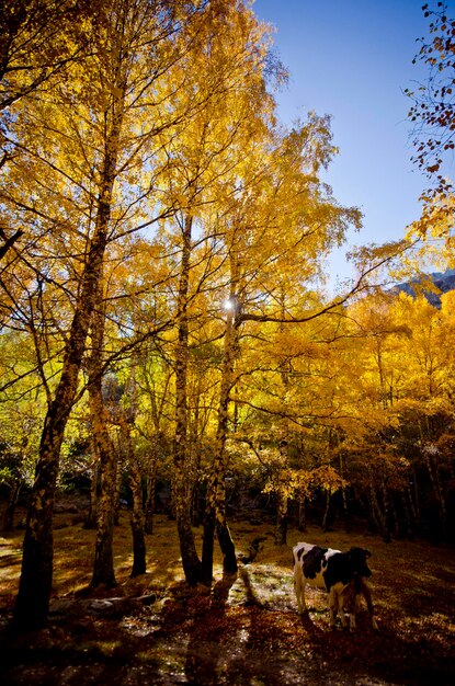 Dog amidst trees during autumn