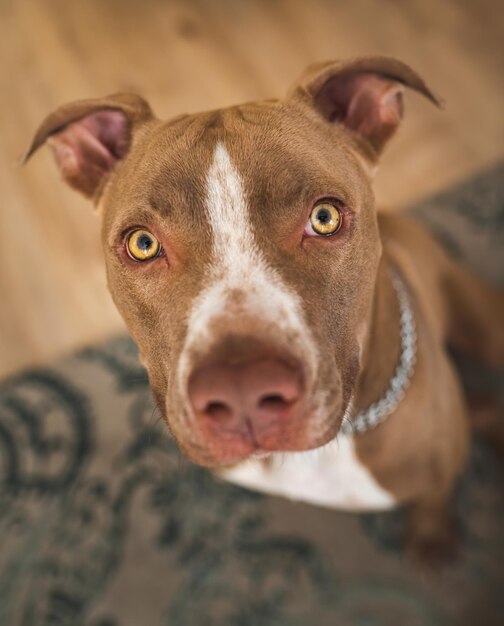 Dog amstaff terrier sitting and loocking up towards camera