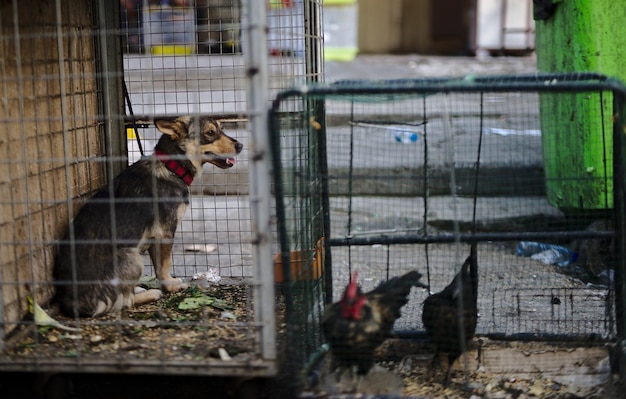 写真 犬とがケージに閉じ込められた