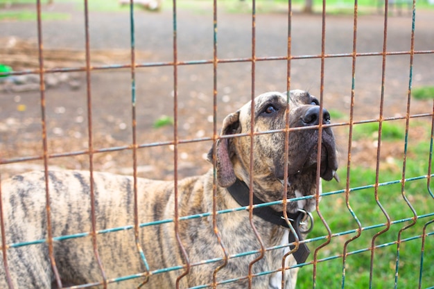 Cane nel parco degli animali guardando attraverso la recinzione, in attesa di adozione.