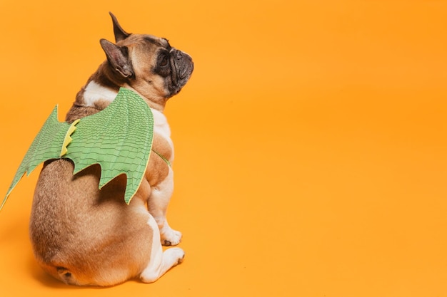 犬の動物写真のコンセプト