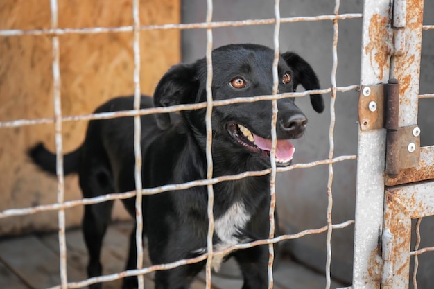 Dog at animal shelter Adoption concept