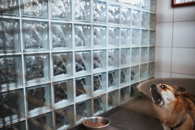 Foto cane in un rifugio per animali