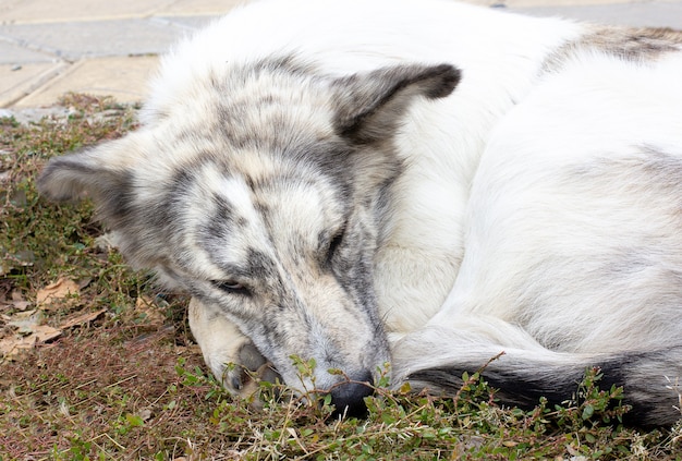 犬はセメントの床に横たわっている汚いホームレスの貧しい病気の犬