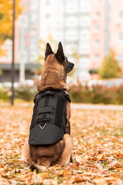 Dog armor. Dog in a bulletproof vest. Belgian Shepherd Malinois portrait outdoor.  Working dog. Guar