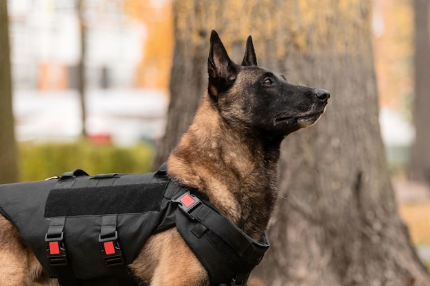 Dog armor. Dog in a bulletproof vest. Belgian Shepherd Malinois portrait outdoor.  Working dog. Guar