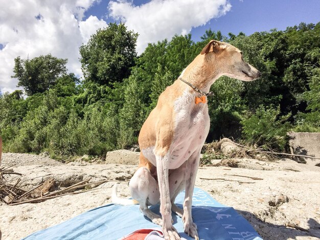 写真 ビーチで木に向かう犬