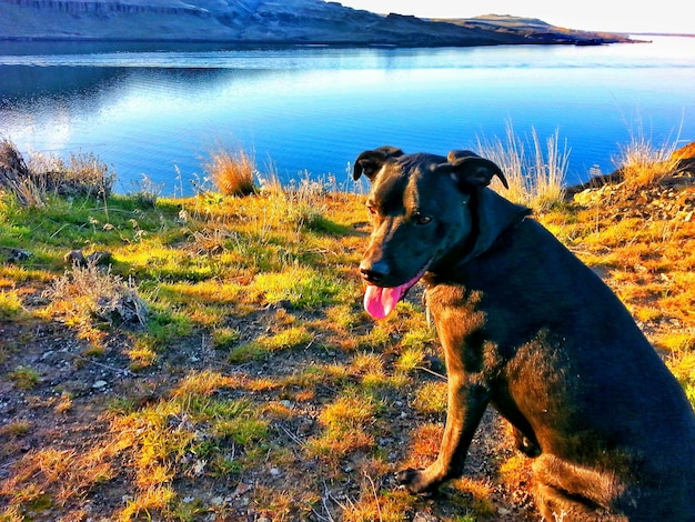 写真 湖岸の犬