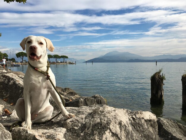 写真 空に照らされた海辺の犬