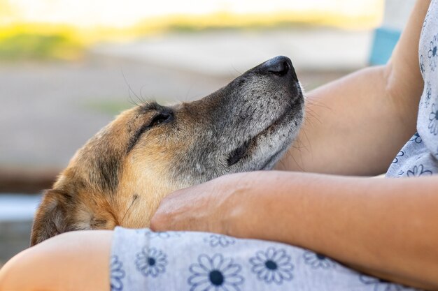 愛人の足元に犬、女性が犬を愛撫