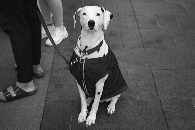 写真 市場での犬