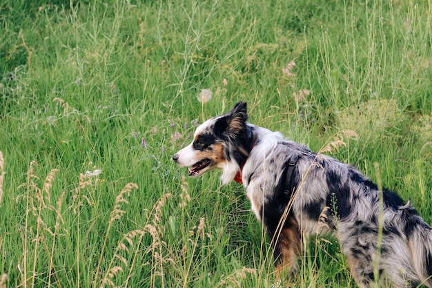 A dog of the Australian Shepherd breed with brown eyes on a walk closeup