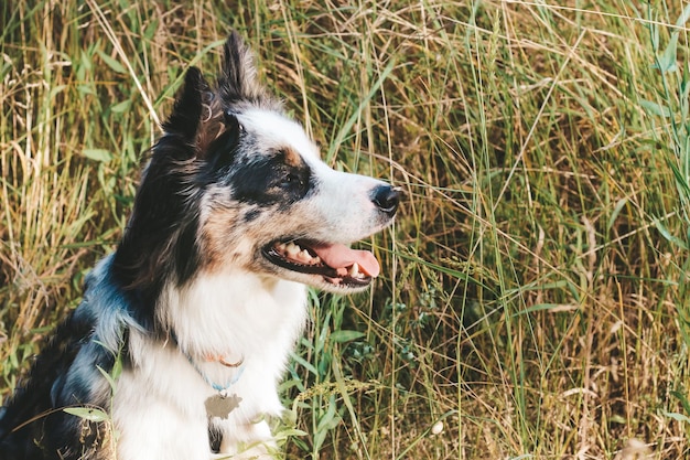 A dog of the Australian Shepherd breed with brown eyes on a walk closeup