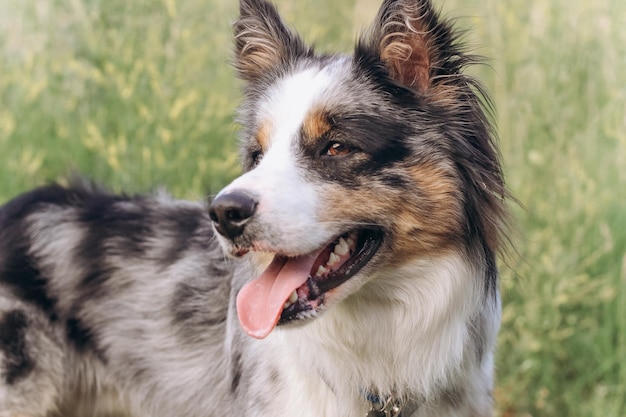 A dog of the Australian Shepherd breed with brown eyes on a walk closeup