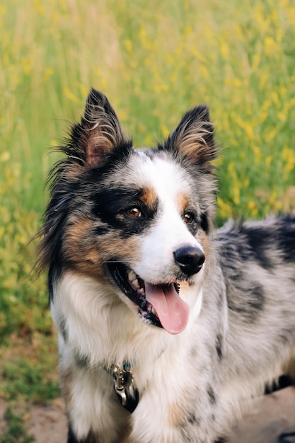 A dog of the Australian Shepherd breed with brown eyes on a walk closeup