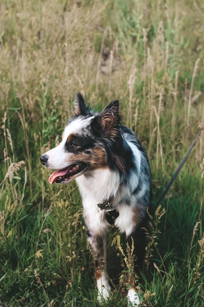 Собака породы австралийская овчарка с карими глазами на прогулке крупным планом