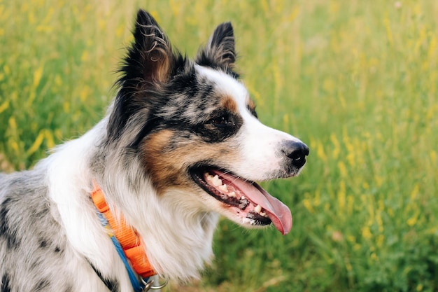 A dog of the Australian Shepherd breed with brown eyes on a walk closeup