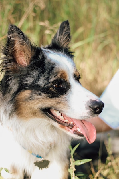 Photo a dog of the australian shepherd breed with brown eyes on a walk closeup