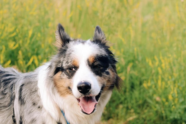 A dog of the Australian Shepherd breed with brown eyes on a walk closeup