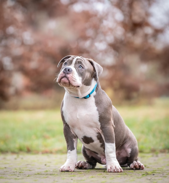 Foto cane con i colori dell'autunno