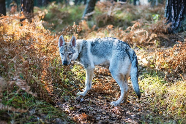 Photo dog in the autumn forest