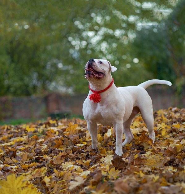 秋の公園の犬 面白い幸せなかわいい犬の品種アメリカン ブルドッグは、落ち葉のオレンジ色の黄金の秋のコンセプトに笑みを浮かべて実行します