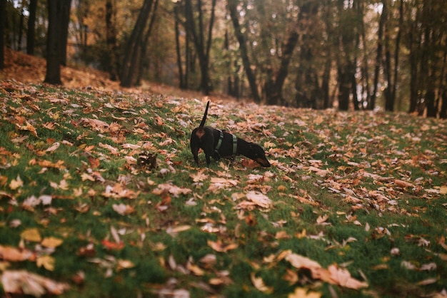 Foto cane in un parco autunnale