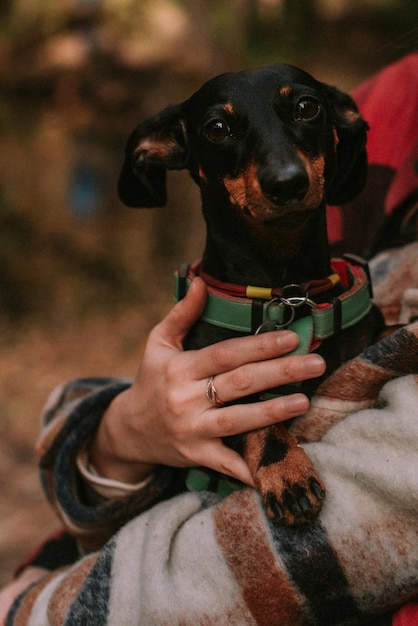 Foto cane in un parco autunnale