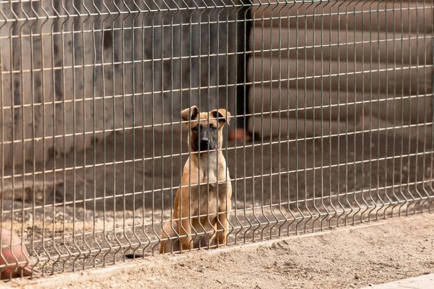 Dog in an aviary Enclosure for dogs Belgian Shepherd Malinois dog