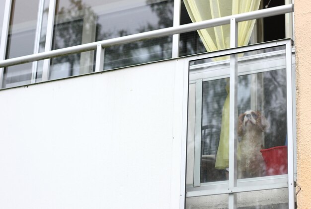 Photo dog at balcony of house