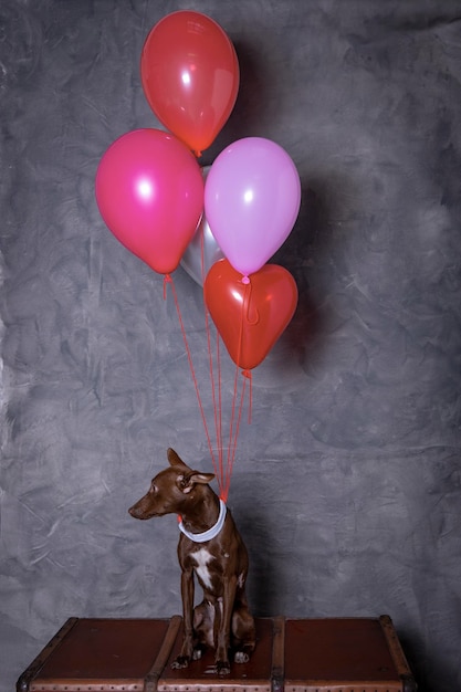 Foto cane e palloncini