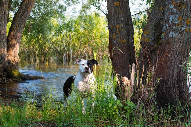 A dog on the bank of the river Nature and green trees on the pond