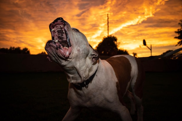 夕暮れの空に吠える犬