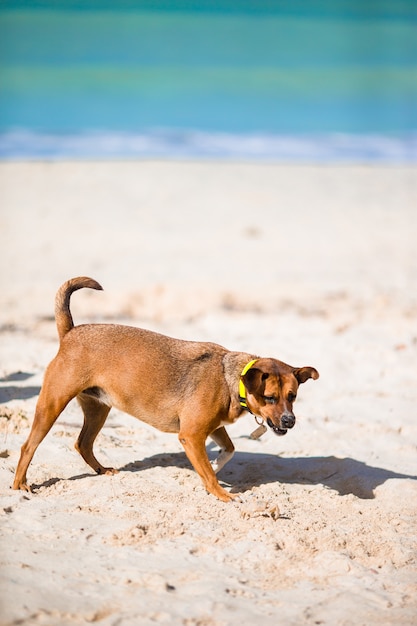 A dog barking at a small crab on the beach