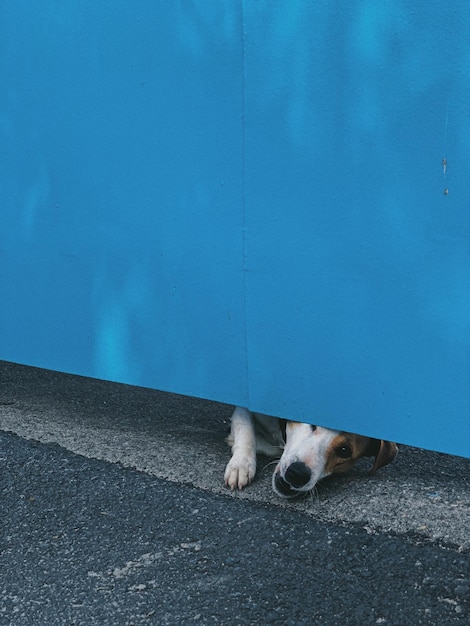 a dog barks from under the blue fence