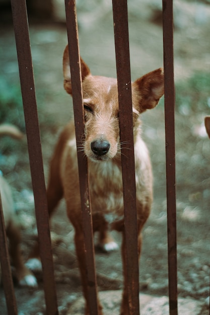 Dog between bars