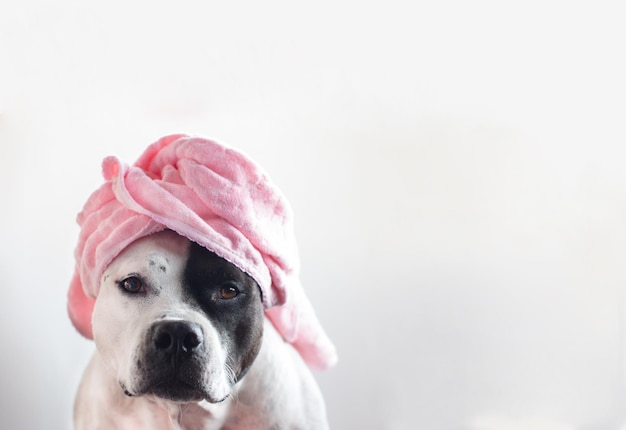 A dog in a bath towel or a hat Funny American stafford