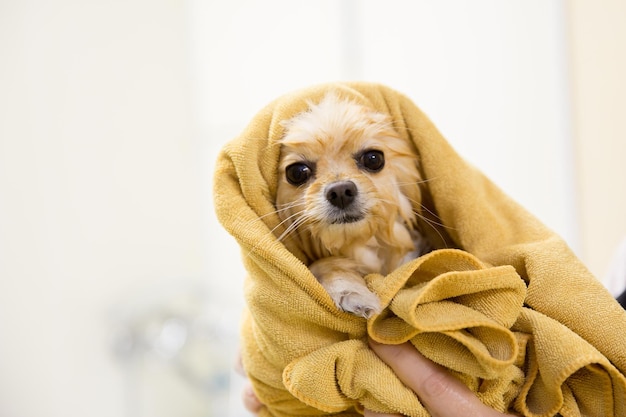 Dog in the bathroom after bathing wrapped in a towel