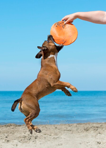 Dog on beach against clear sky