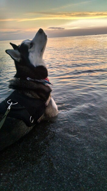 Foto cane sulla spiaggia contro il cielo durante il tramonto