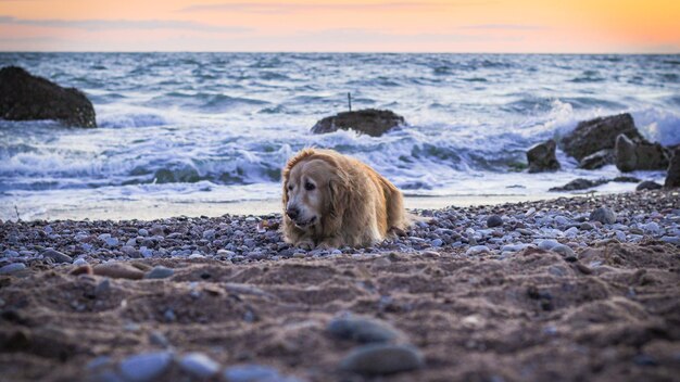 Photo dog on beach against sky during sunset