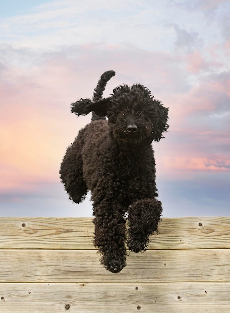 夕暮れの空に照らされたビーチの犬